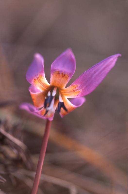 Erythronium dens-canis, 14 mars 2003, Holzart� (64)