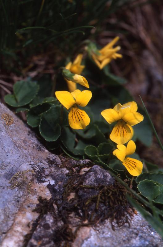 Viola biflora,  juillet 2003, Ossau (64)